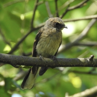 Rhipidura albiscapa (Grey Fantail) at Burradoo, NSW - 25 Dec 2022 by GlossyGal