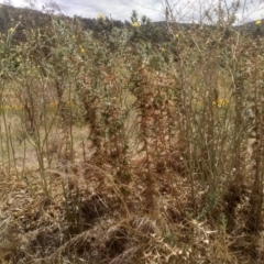 Carthamus lanatus (Saffron Thistle) at Cooma, NSW - 31 Dec 2022 by mahargiani