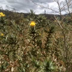 Carthamus lanatus at Cooma, NSW - 31 Dec 2022