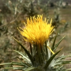 Carthamus lanatus at Cooma, NSW - 31 Dec 2022