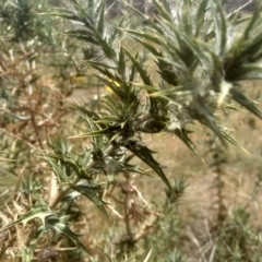 Carthamus lanatus at Cooma, NSW - 31 Dec 2022