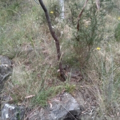 Arthropodium milleflorum (Vanilla Lily) at Cooma, NSW - 31 Dec 2022 by mahargiani