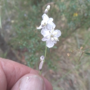 Arthropodium milleflorum at Cooma, NSW - 31 Dec 2022