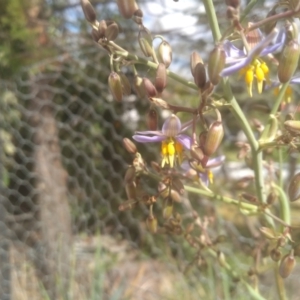 Dianella sp. aff. longifolia (Benambra) at Cooma, NSW - 31 Dec 2022