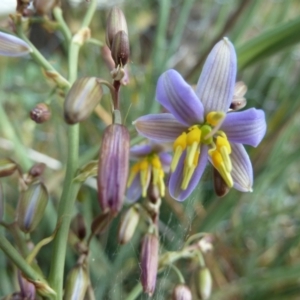 Dianella sp. aff. longifolia (Benambra) at Cooma, NSW - 31 Dec 2022 04:41 PM