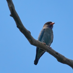 Eurystomus orientalis (Dollarbird) at Campbell Park Woodland - 31 Dec 2022 by MichaelJF