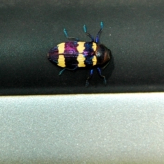 Castiarina vicina (Vicina jewel beetle) at Molonglo Valley, ACT - 18 Dec 2010 by Miranda