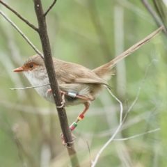 Malurus cyaneus (Superb Fairywren) at Mount Ainslie - 31 Dec 2022 by MichaelJF