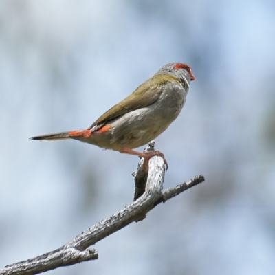 Neochmia temporalis (Red-browed Finch) at Pialligo, ACT - 31 Dec 2022 by MichaelJF