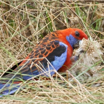 Platycercus elegans (Crimson Rosella) at Pialligo, ACT - 31 Dec 2022 by MichaelJF