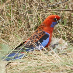 Platycercus elegans at Pialligo, ACT - 31 Dec 2022