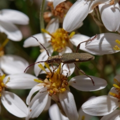 Pempsamacra pygmaea (Longhorn beetle) at Cotter River, ACT - 27 Dec 2022 by DPRees125