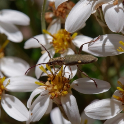 Pempsamacra pygmaea (Longhorn beetle) at Cotter River, ACT - 27 Dec 2022 by DPRees125