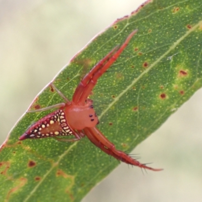 Arkys walckenaeri (Triangle spider) at Murrumbateman, NSW - 31 Dec 2022 by SimoneC