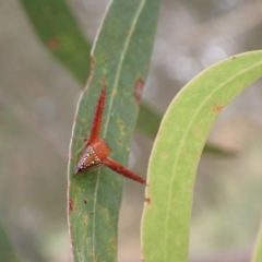 Arkys walckenaeri at Murrumbateman, NSW - 31 Dec 2022 04:19 PM