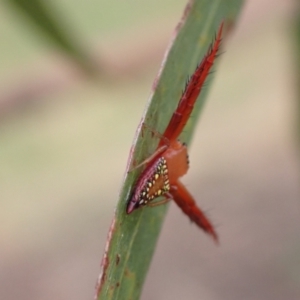 Arkys walckenaeri at Murrumbateman, NSW - 31 Dec 2022 04:19 PM