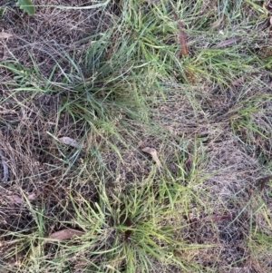 Eragrostis brownii at Higgins, ACT - 31 Dec 2022