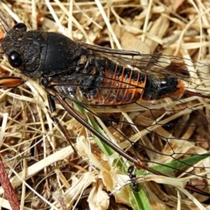 Yoyetta robertsonae at Crooked Corner, NSW - 7 Dec 2019