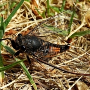 Yoyetta robertsonae at Crooked Corner, NSW - 7 Dec 2019