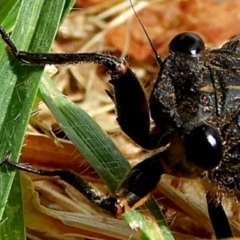 Yoyetta robertsonae at Crooked Corner, NSW - 7 Dec 2019