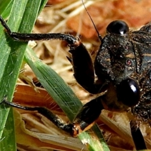 Yoyetta robertsonae at Crooked Corner, NSW - 7 Dec 2019