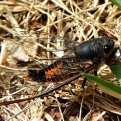 Yoyetta robertsonae at Crooked Corner, NSW - 7 Dec 2019 10:03 AM