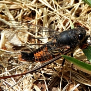 Yoyetta robertsonae at Crooked Corner, NSW - 7 Dec 2019