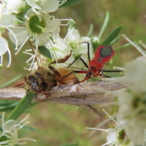 Gminatus australis at Kambah, ACT - 31 Dec 2022