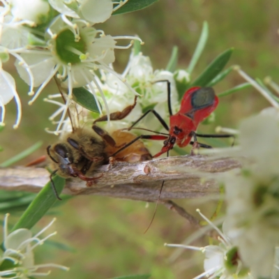 Gminatus australis (Orange assassin bug) at Kambah, ACT - 31 Dec 2022 by MatthewFrawley