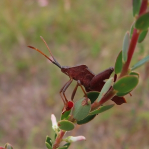 Amorbus sp. (genus) at Kambah, ACT - 31 Dec 2022