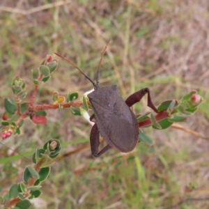 Amorbus sp. (genus) at Kambah, ACT - 31 Dec 2022