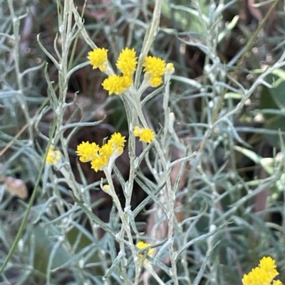 Chrysocephalum apiculatum (Common Everlasting) at Broadway, NSW - 27 Dec 2022 by JaneR