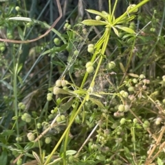 Galium aparine (Goosegrass, Cleavers) at Bungendore, NSW - 28 Dec 2022 by JaneR