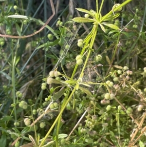 Galium aparine at Bungendore, NSW - 28 Dec 2022