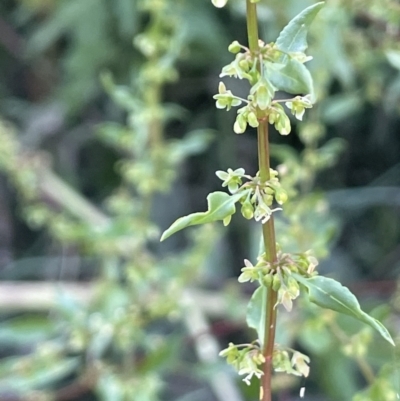 Rumex conglomeratus (Clustered Dock) at Bungendore, NSW - 28 Dec 2022 by JaneR