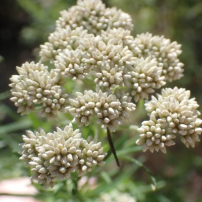 Cassinia aculeata subsp. aculeata (Dolly Bush, Common Cassinia, Dogwood) at Cotter River, ACT - 28 Dec 2022 by drakes