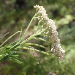 Cassinia aculeata subsp. aculeata at Cotter River, ACT - 28 Dec 2022