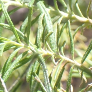 Cassinia aculeata subsp. aculeata at Cotter River, ACT - 28 Dec 2022