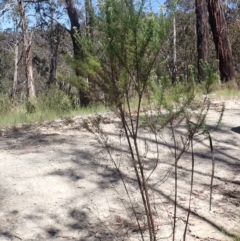 Cassinia aculeata subsp. aculeata at Cotter River, ACT - 28 Dec 2022