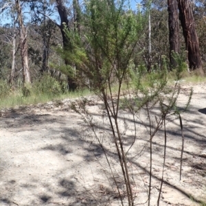 Cassinia aculeata subsp. aculeata at Cotter River, ACT - 28 Dec 2022 11:01 AM