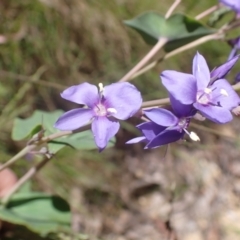 Veronica perfoliata (Digger's Speedwell) at Cotter River, ACT - 27 Dec 2022 by drakes