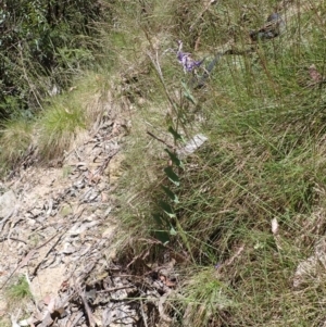 Veronica perfoliata at Cotter River, ACT - 28 Dec 2022 10:49 AM