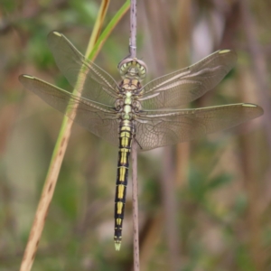 Orthetrum caledonicum at Kambah, ACT - 31 Dec 2022