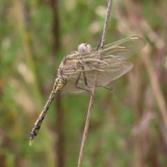 Orthetrum caledonicum at Kambah, ACT - 31 Dec 2022