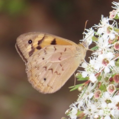 Heteronympha merope (Common Brown Butterfly) at Mount Taylor - 31 Dec 2022 by MatthewFrawley