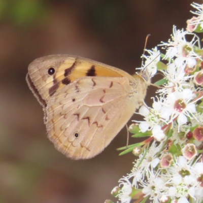 Heteronympha merope (Common Brown Butterfly) at Kambah, ACT - 31 Dec 2022 by MatthewFrawley