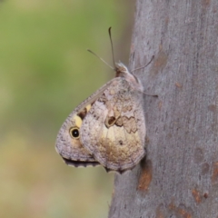 Geitoneura klugii (Marbled Xenica) at Kambah, ACT - 31 Dec 2022 by MatthewFrawley