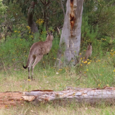 Macropus giganteus (Eastern Grey Kangaroo) at Kambah, ACT - 31 Dec 2022 by MatthewFrawley