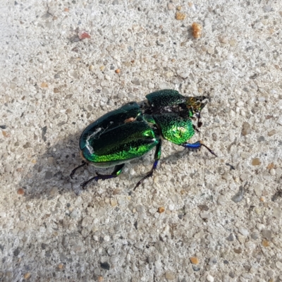 Lamprima aurata (Golden stag beetle) at Garran, ACT - 31 Dec 2022 by MatthewFrawley