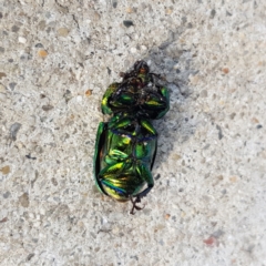 Lamprima aurata at Garran, ACT - 31 Dec 2022